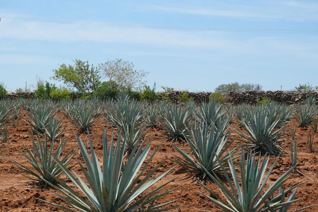 Tequila, Mexico