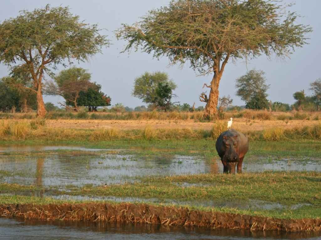 Mana Pools Region, Zimbabwe