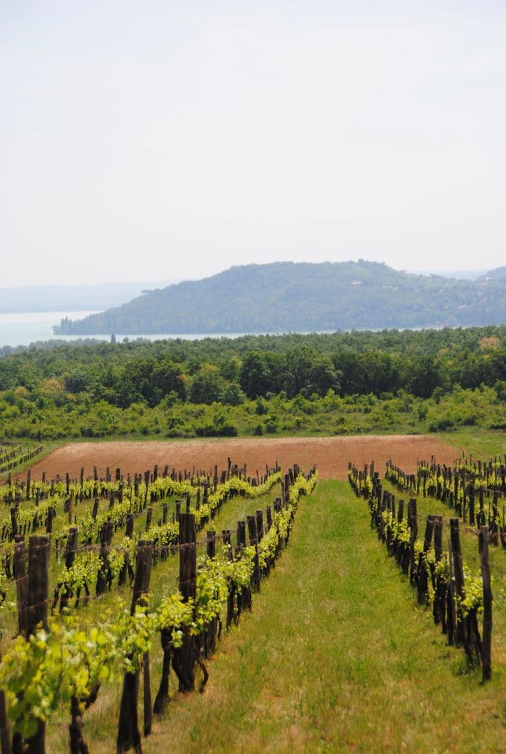 Balatonszőlős, Hungary