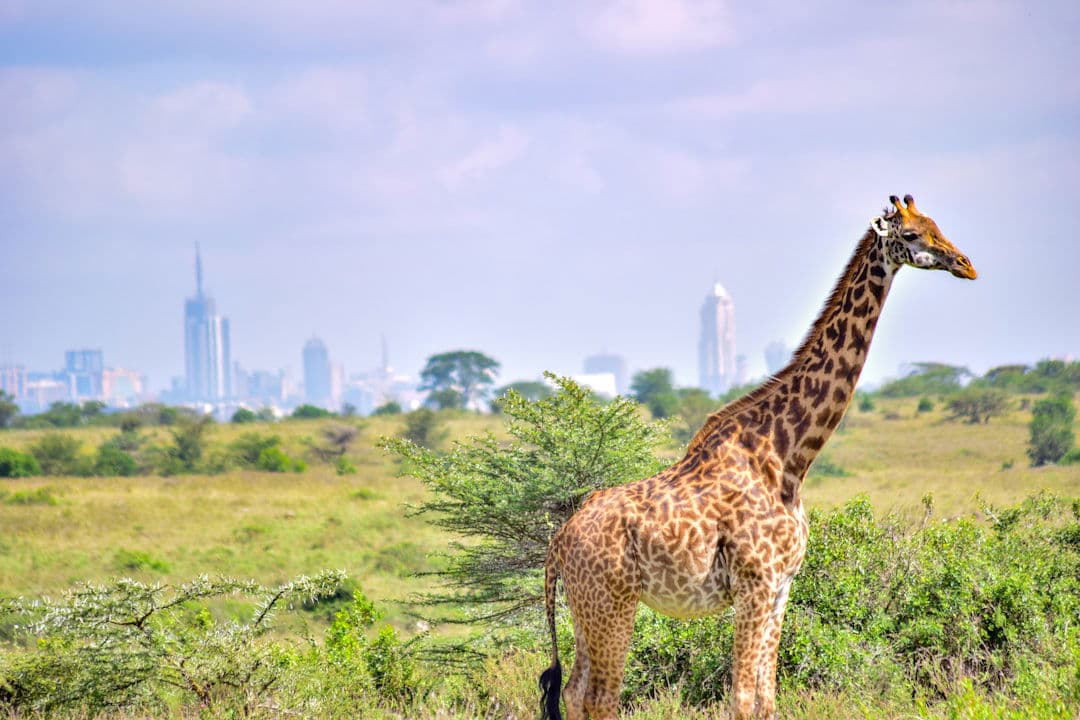 Kenya luxury dining and travel destination