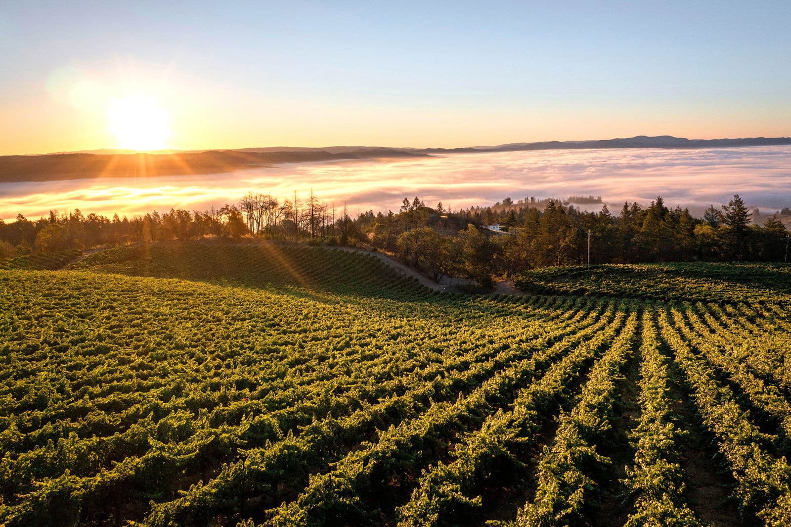 Spring Mountain District (St. Helena), United States